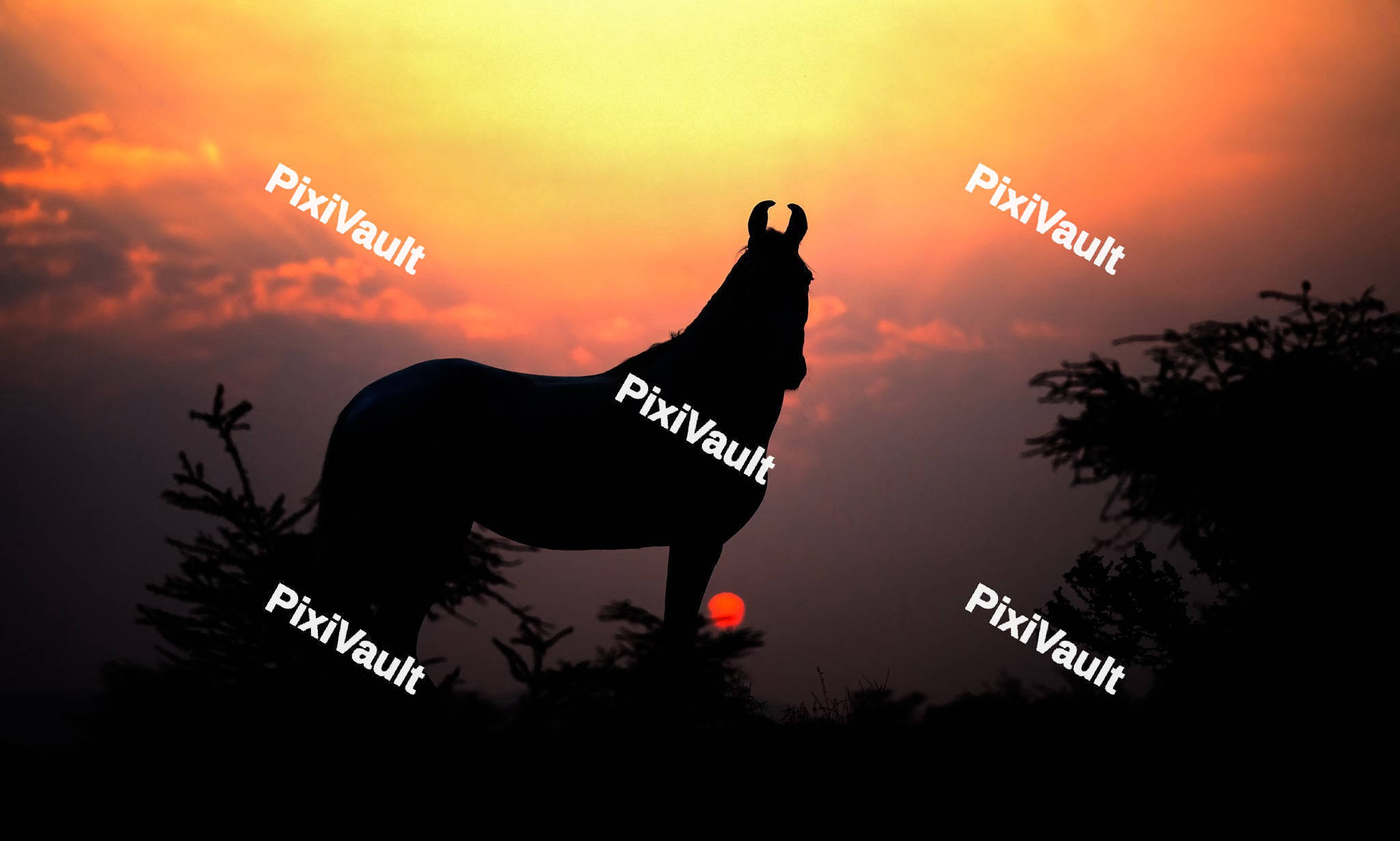 Silhouette of a horse